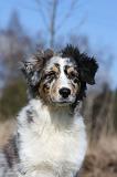 BERGER AUSTRALIEN PUPPIES 409